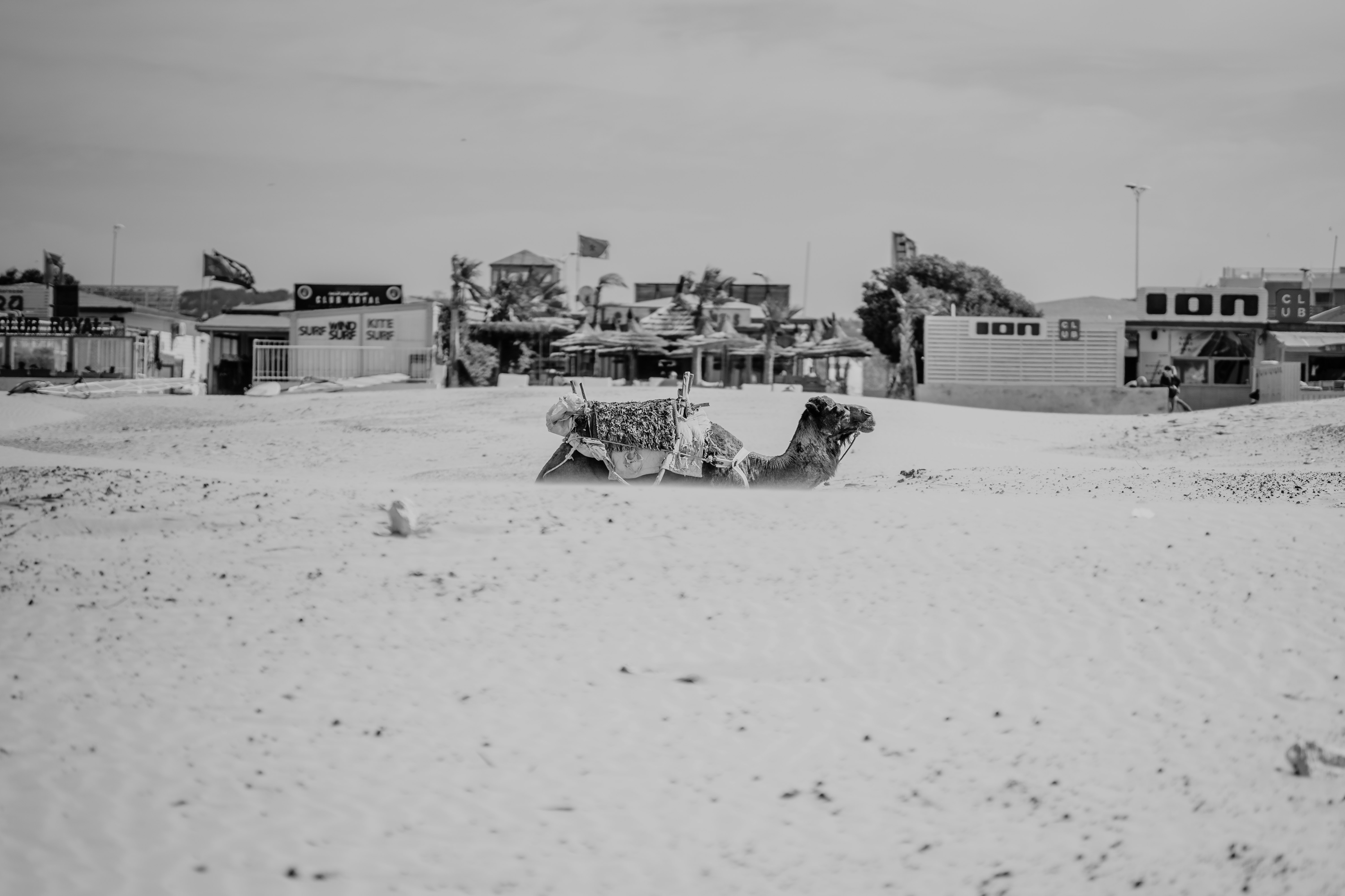 grayscale photo of a dog lying on the snow covered ground