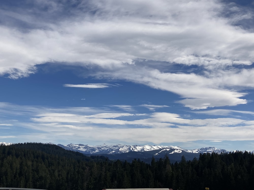 green trees under white clouds and blue sky during daytime