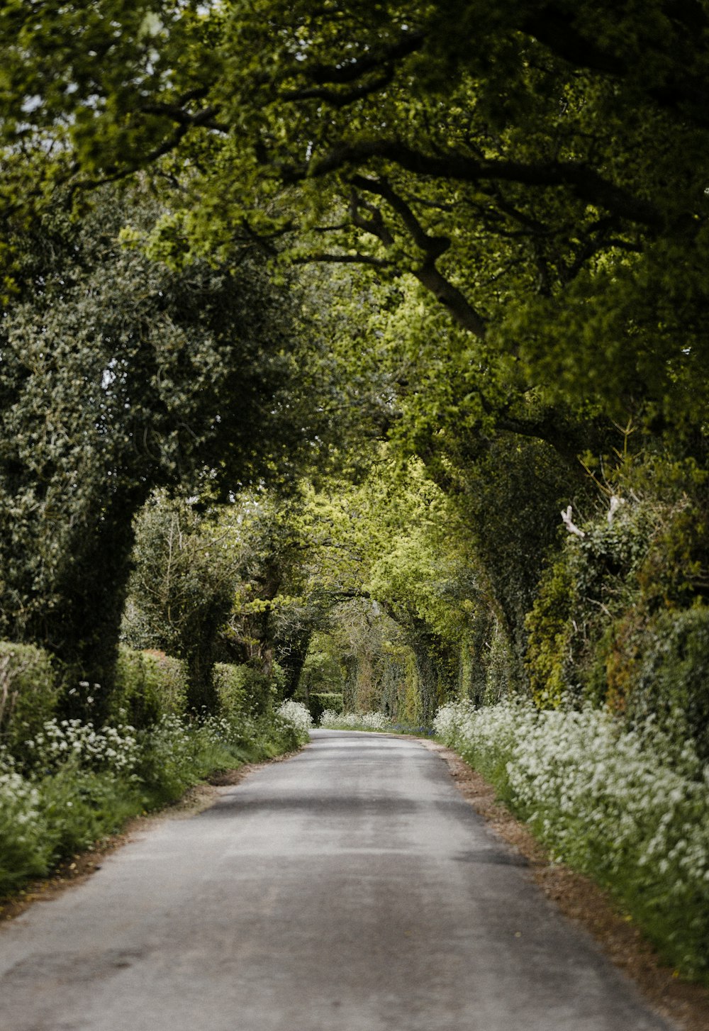 gray concrete road between green trees during daytime