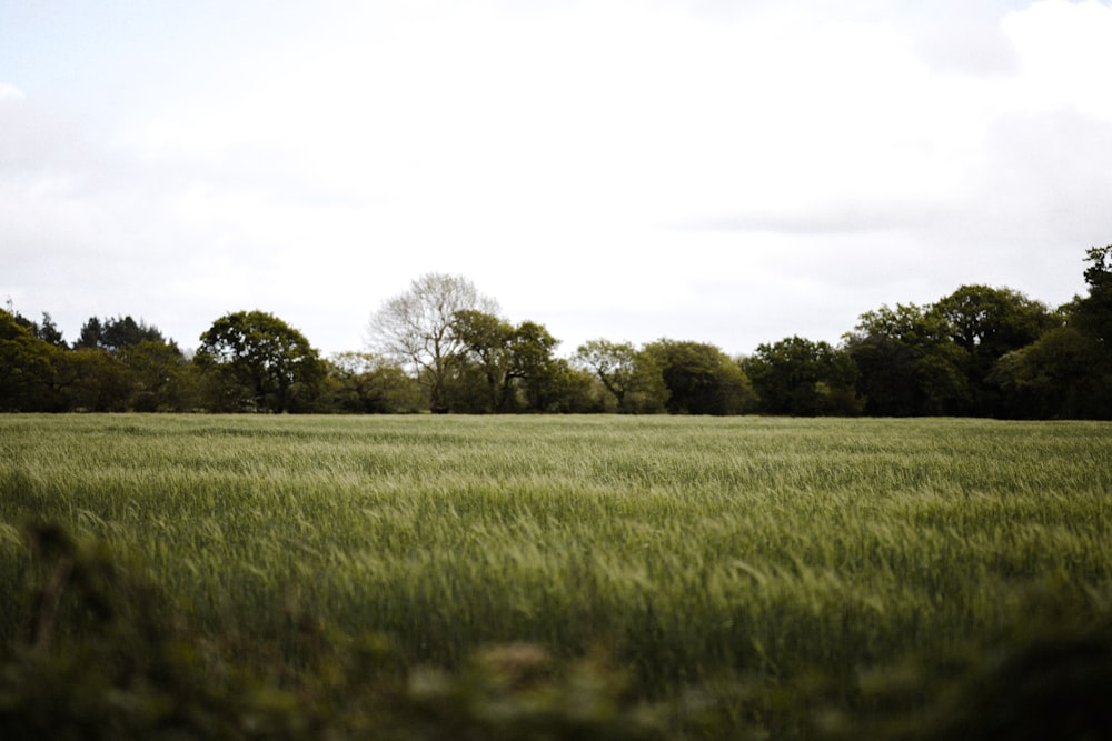 green grass field under white sky during daytime