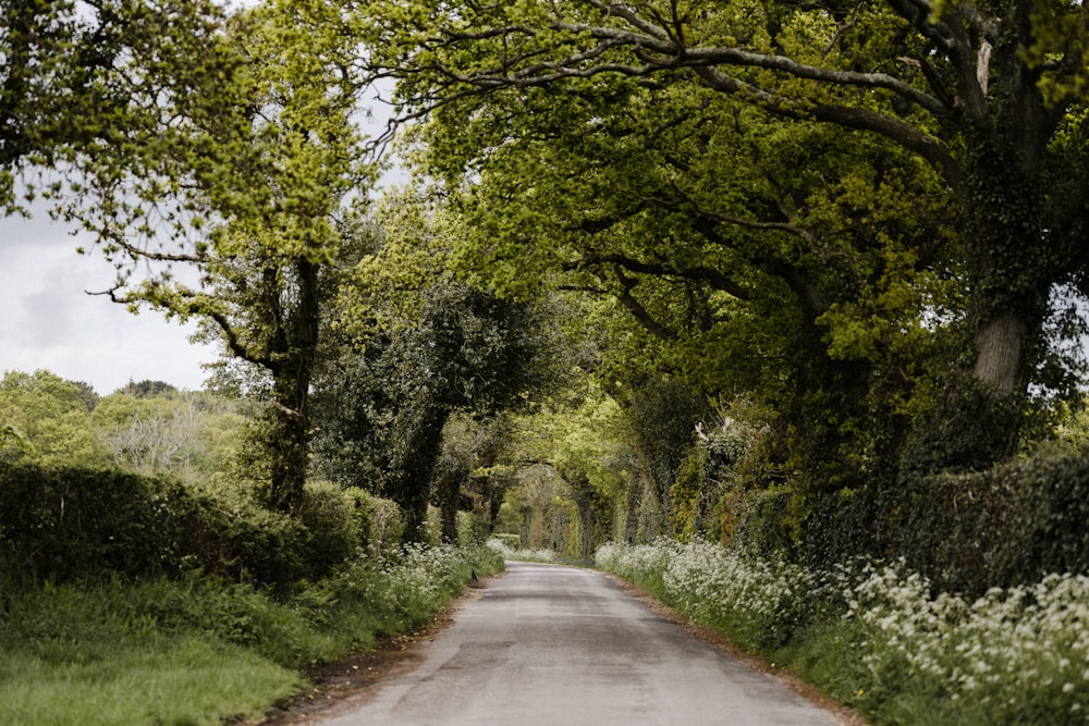 gray concrete road between green trees during daytime