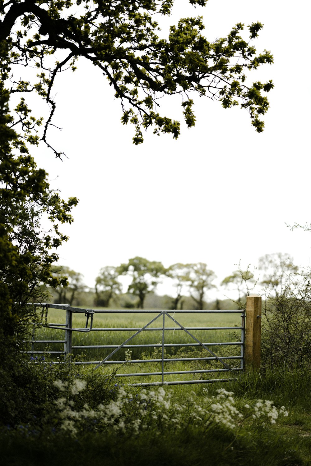 grayscale photo of metal fence near trees