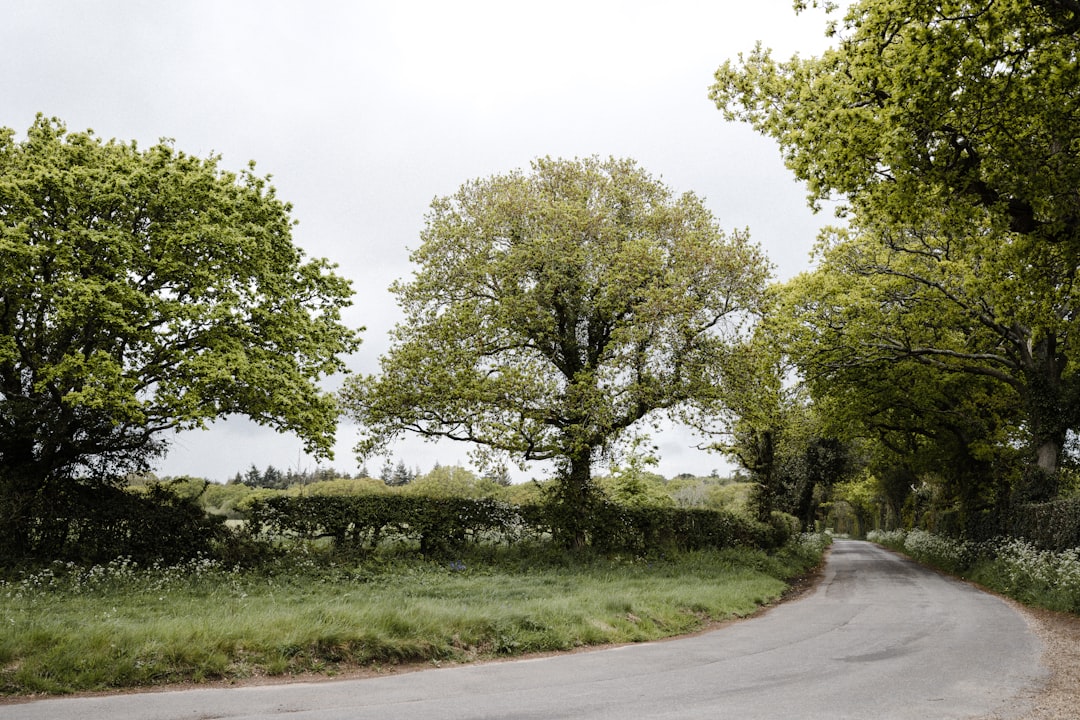 green trees beside gray asphalt road during daytime