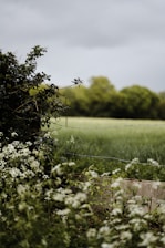 Picture of a peaceful rural landscape with financial charts overlay
