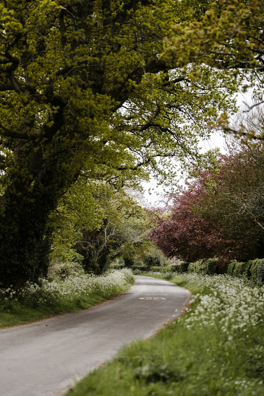 gray concrete road between green trees during daytime