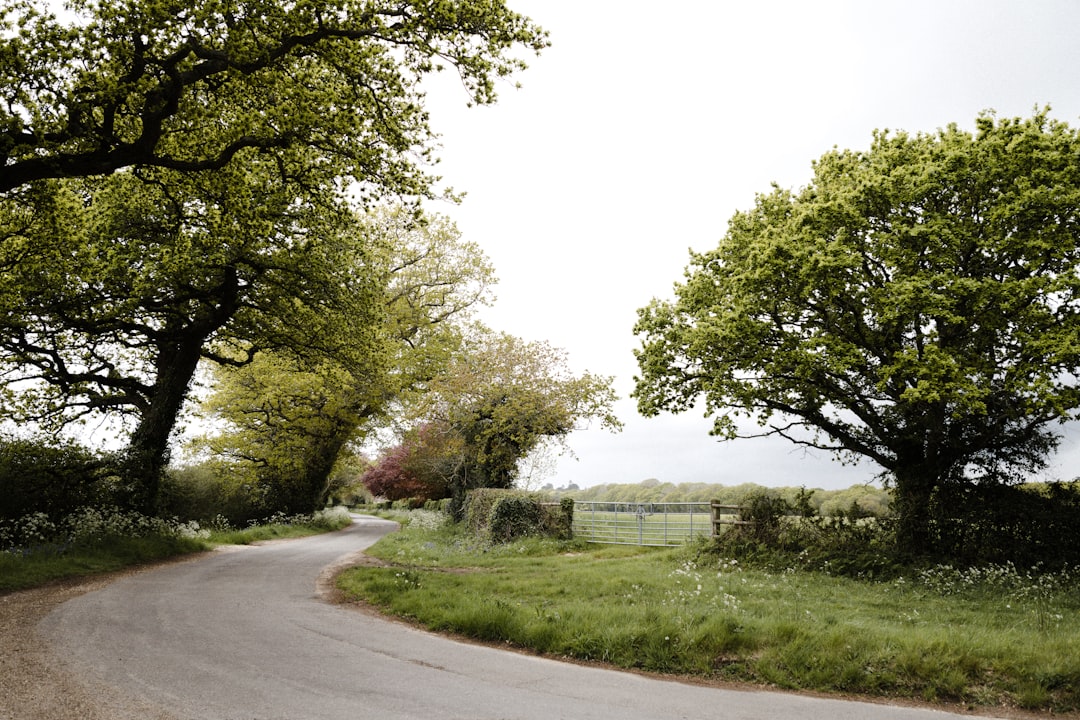 gray concrete road between green trees during daytime