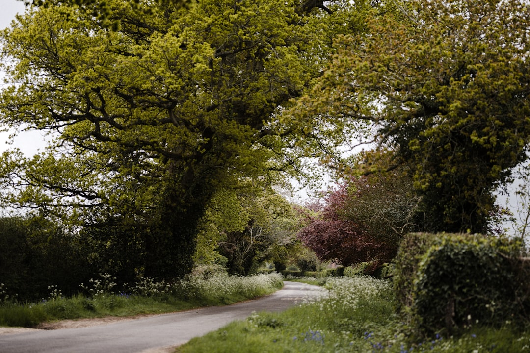 green trees beside gray concrete road during daytime