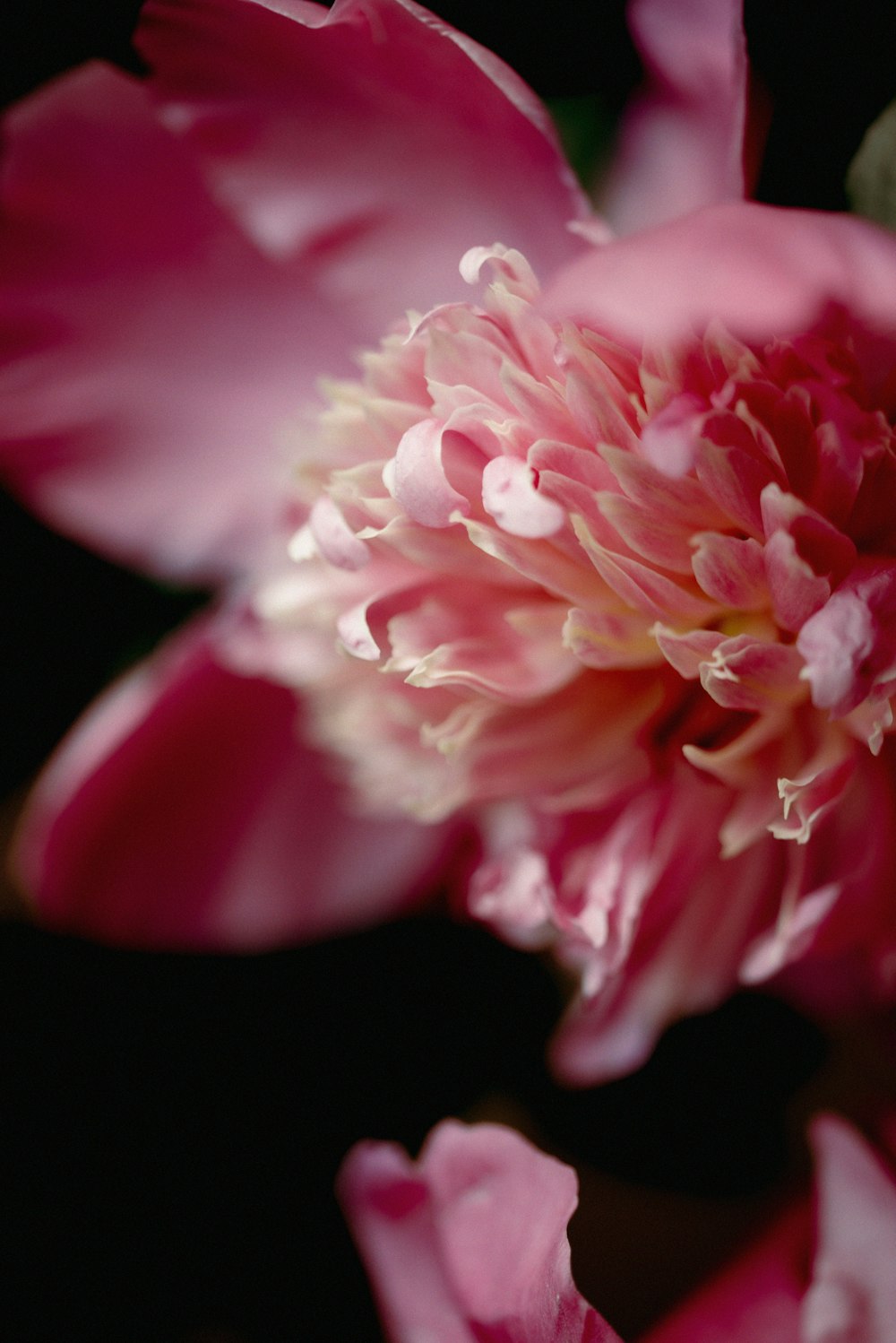 pink and white flower in black background