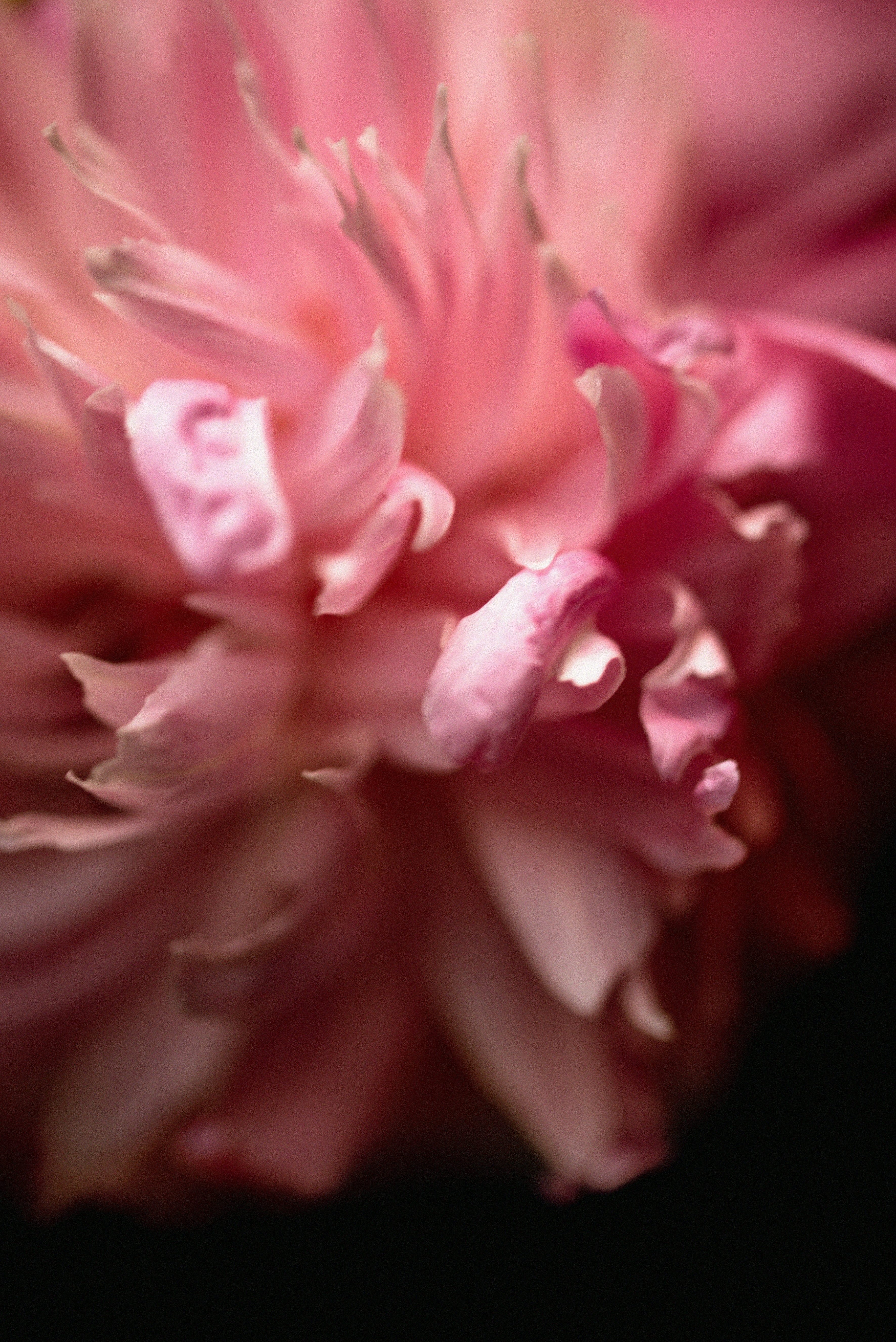 Photo by lauraadaiphoto