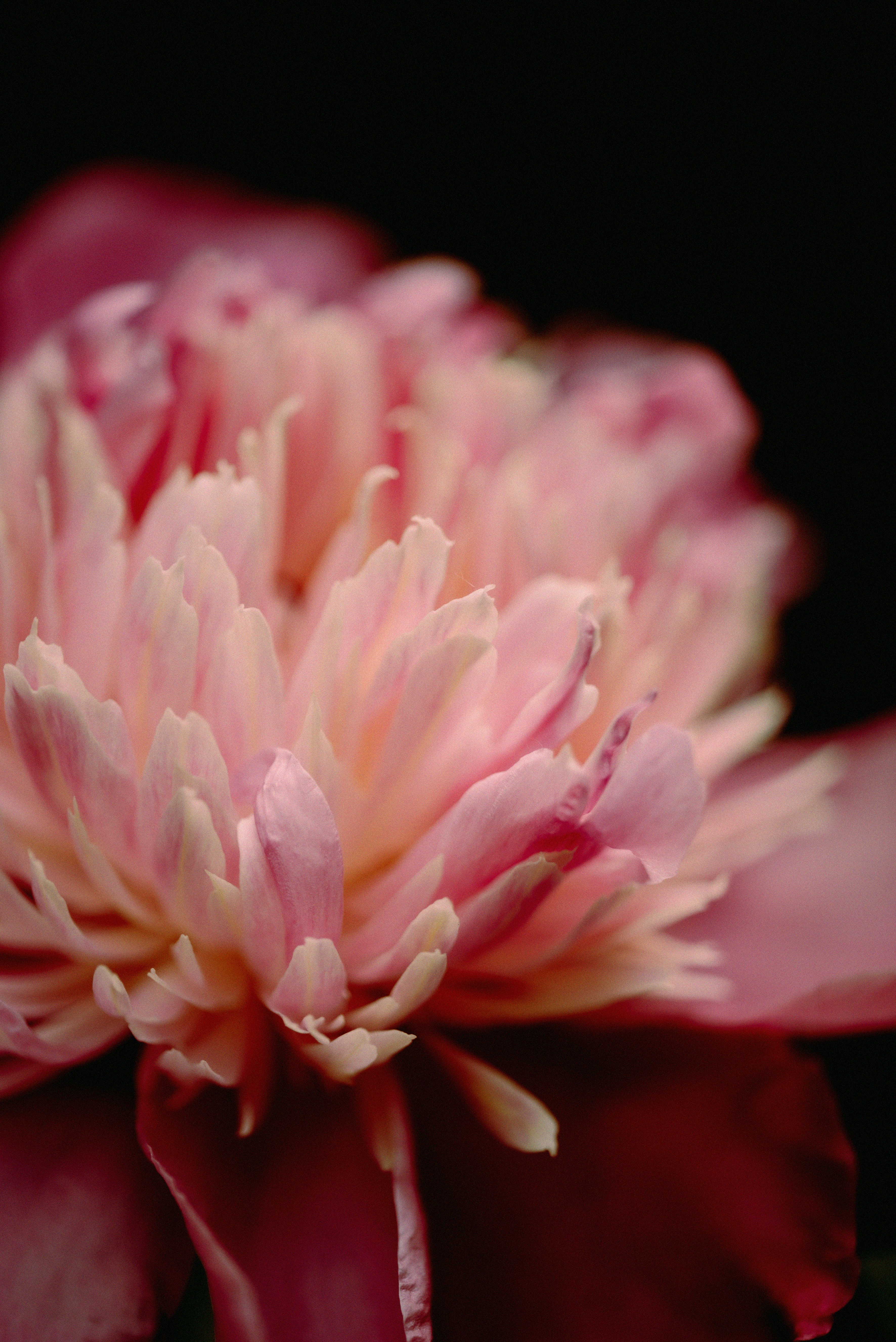 Photo by lauraadaiphoto