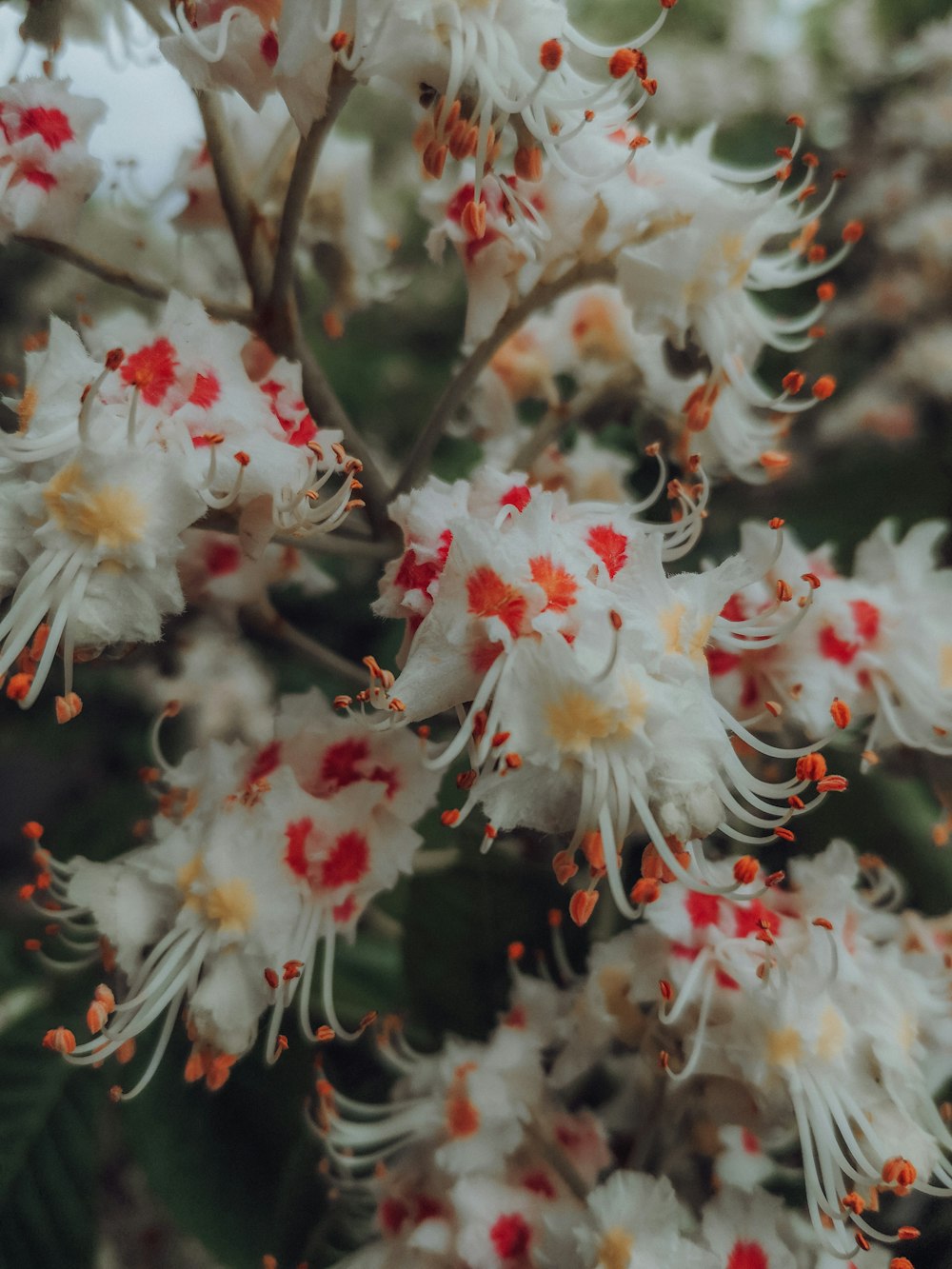 white and red flowers in tilt shift lens