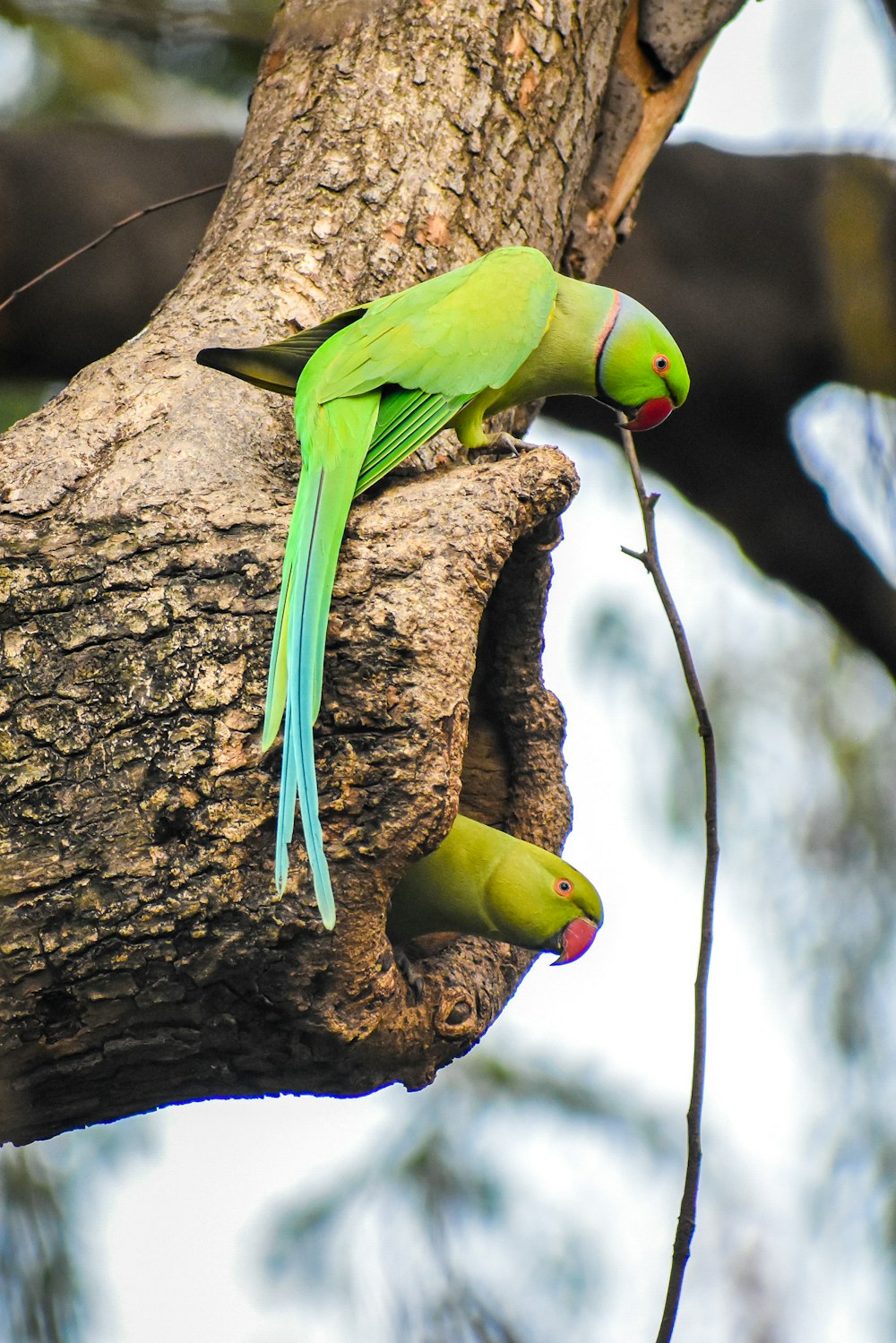 pássaro verde e amarelo no galho marrom da árvore