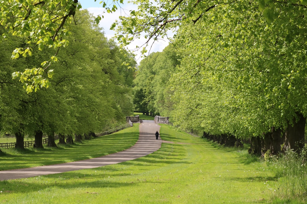 Grünes Grasfeld mit grünen Bäumen tagsüber