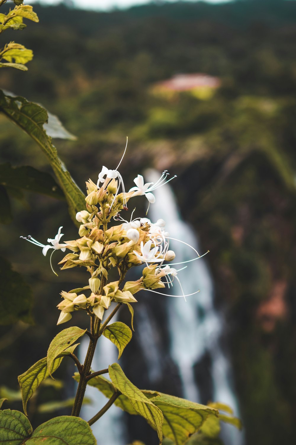 white flower with green leaves