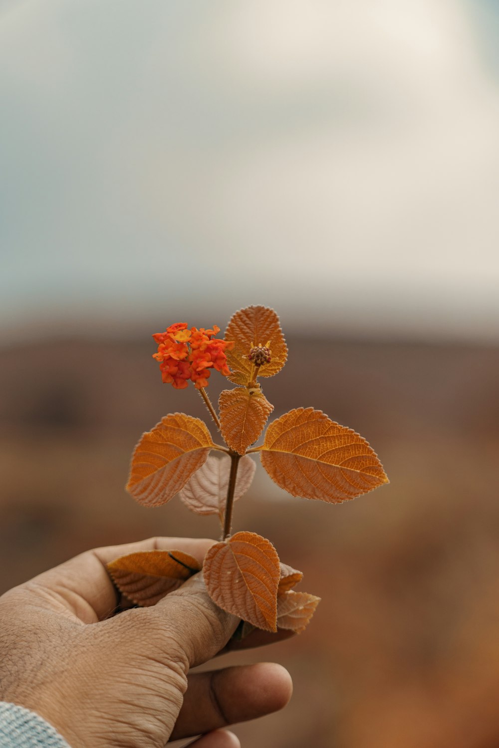 person holding brown and red flower