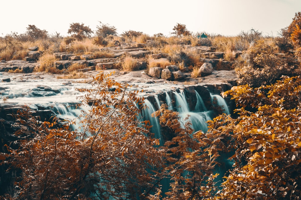 brown and green trees near river during daytime