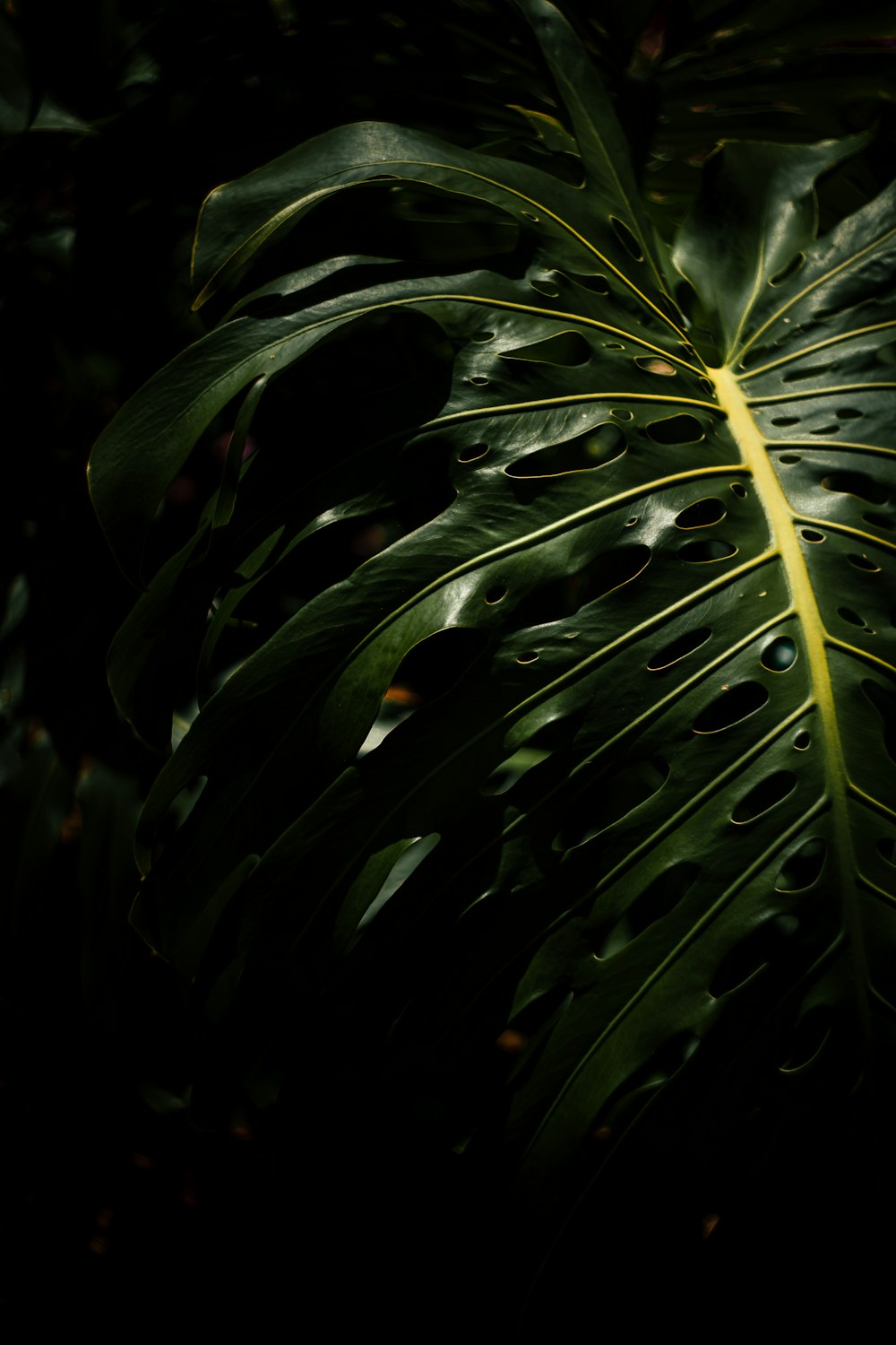 green leaf plant in close up photography