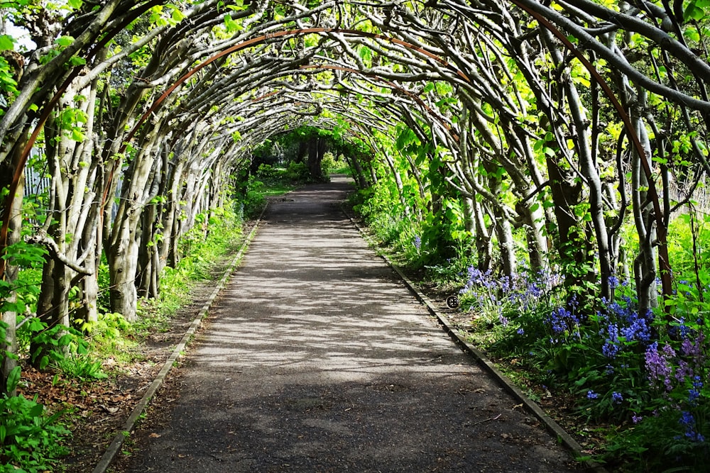 gray pathway in the middle of green trees