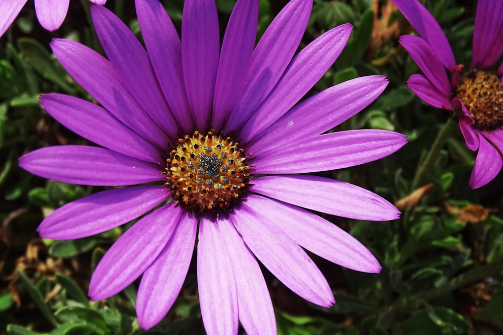 purple flower in close up photography