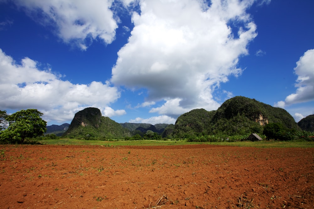 green trees on brown field under white clouds and blue sky during daytime