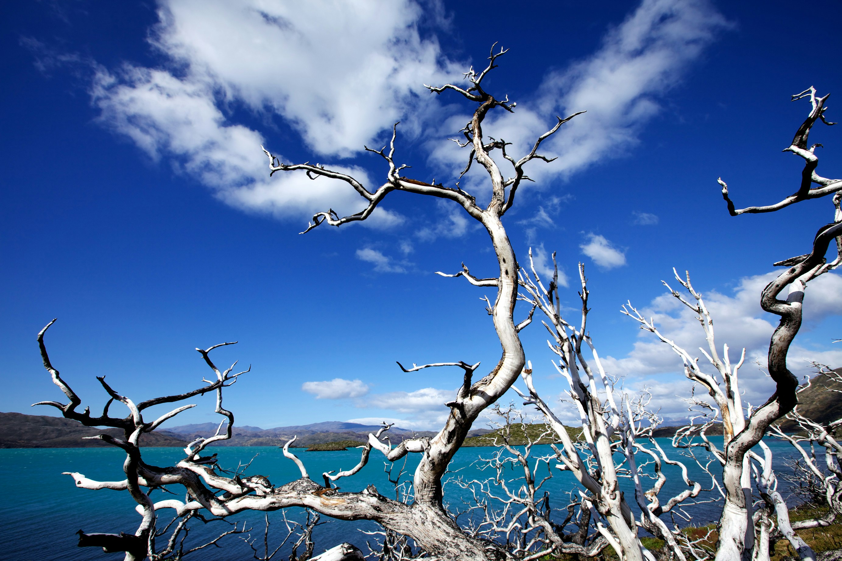 leafless tree under blue sky