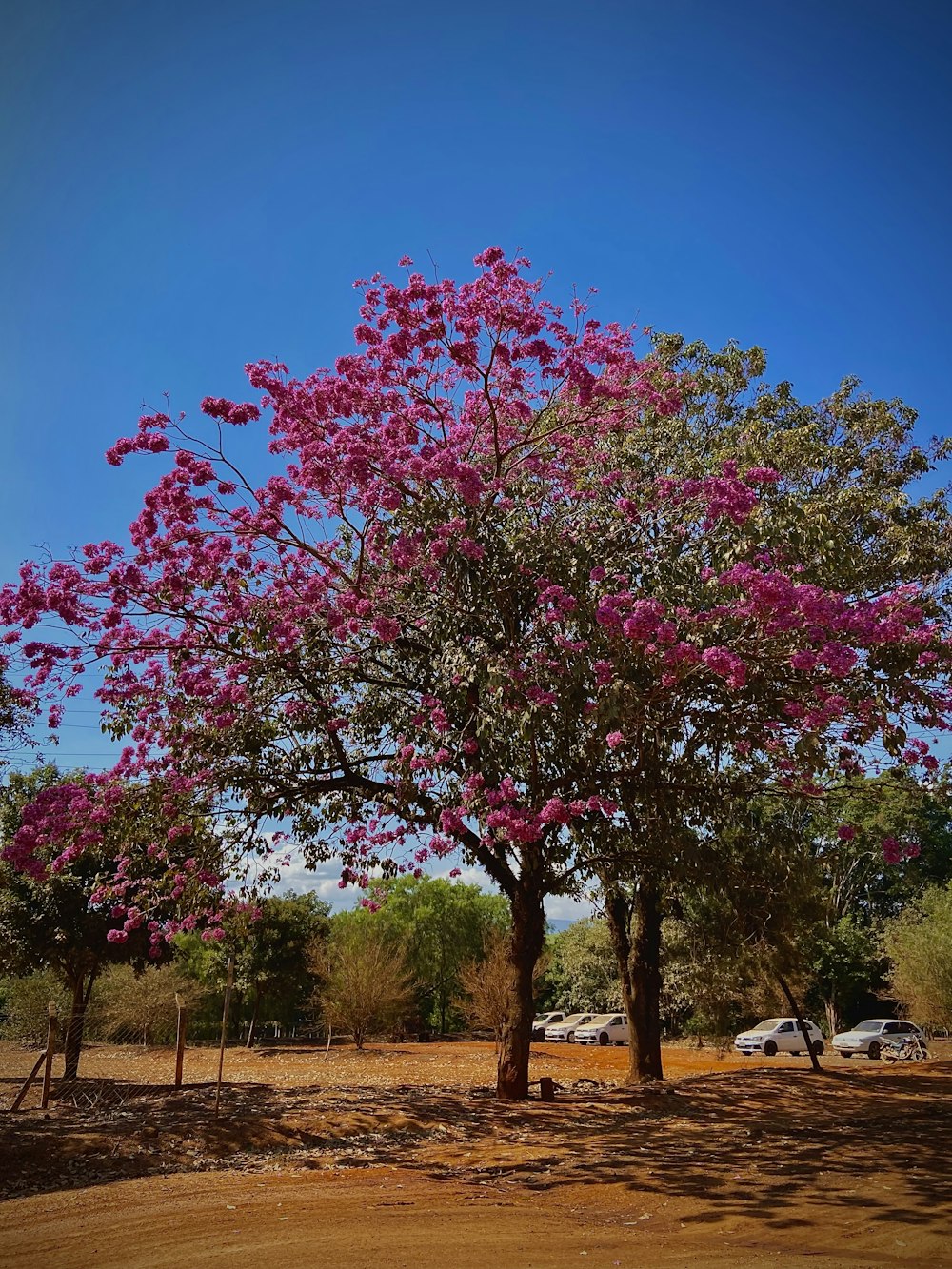 pink cherry blossom tree during daytime