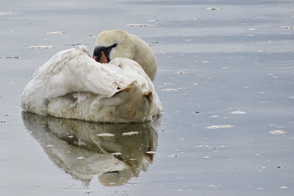 white swan on water during daytime