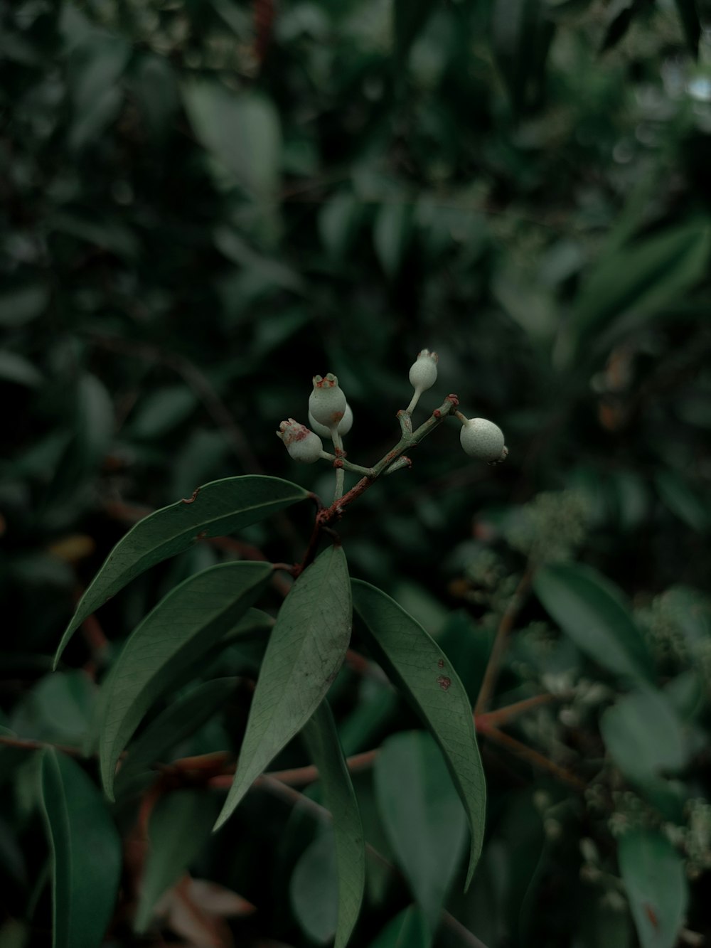 white round fruits on green leaves