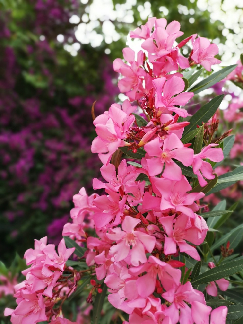 pink flower in tilt shift lens