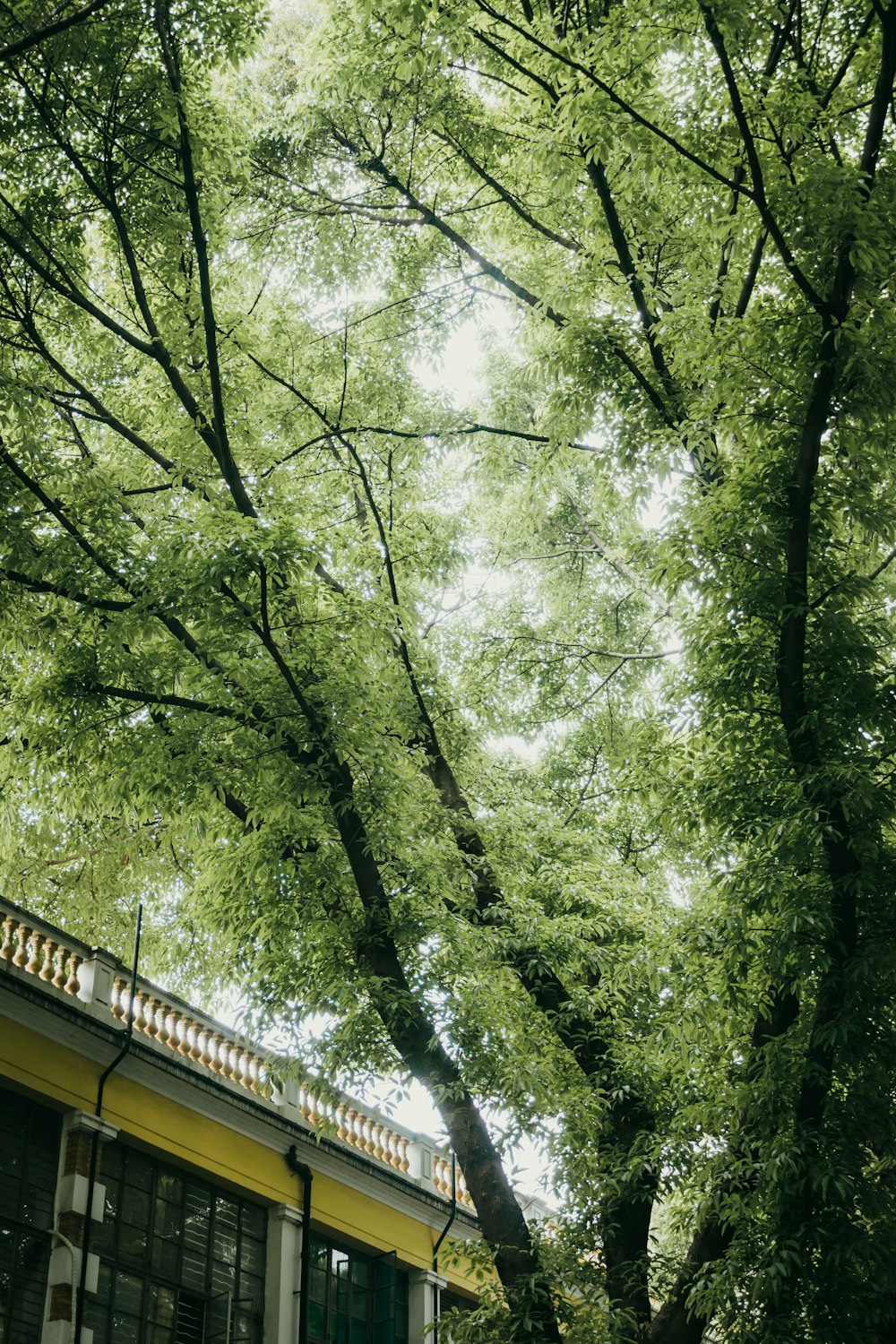 green trees under white sky during daytime