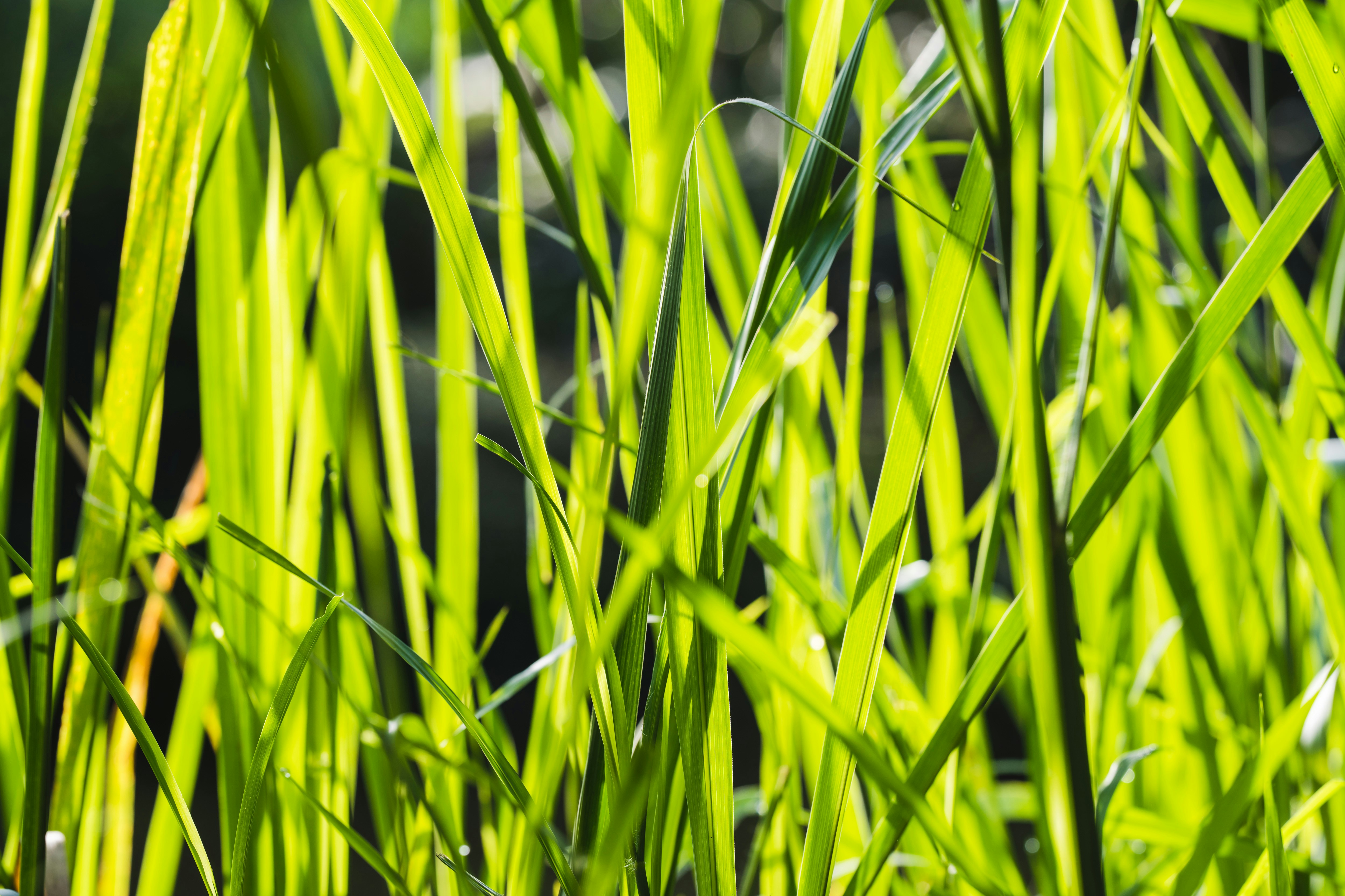 Photo by guillaumedegermain