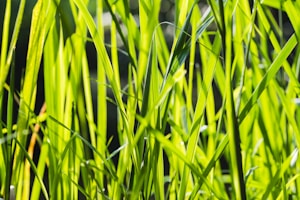 Gas Lawn Mower