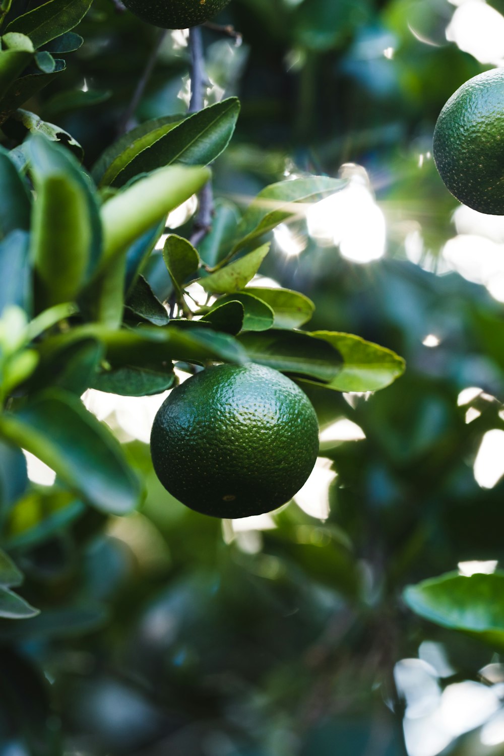 green fruit with green leaves