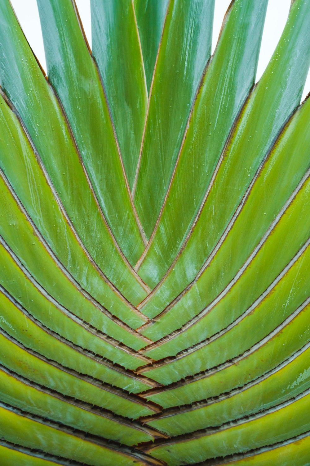 green palm leaf in close up photography