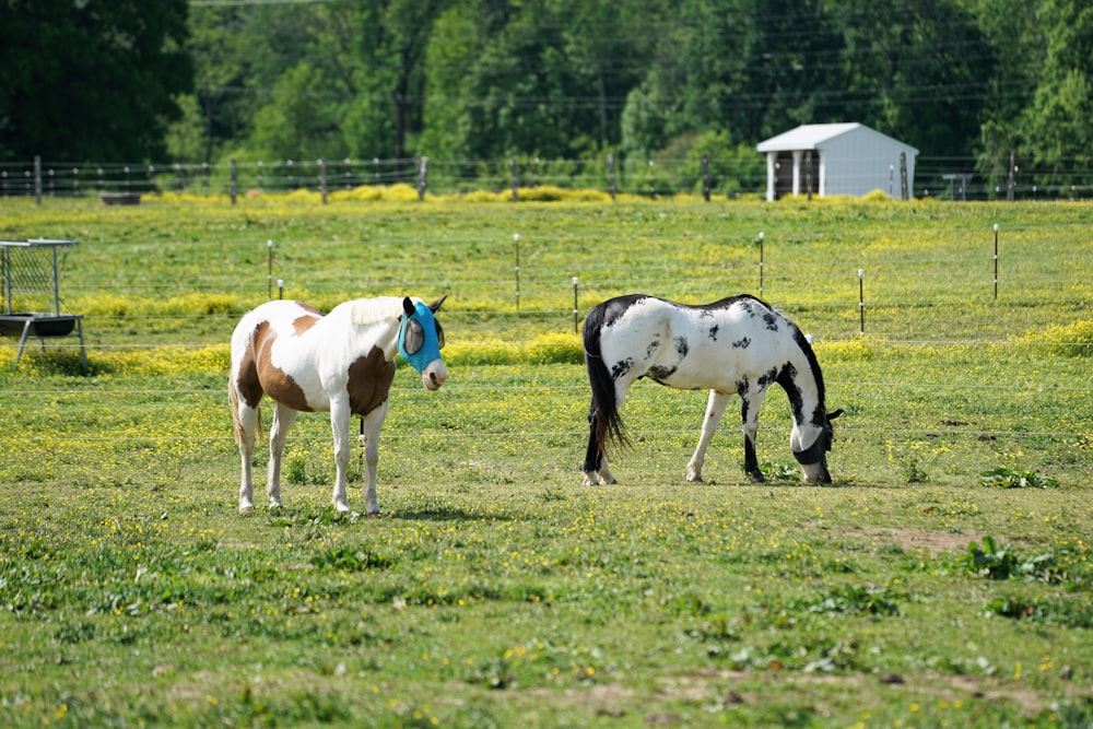 white and brown horse on green grass field during daytime