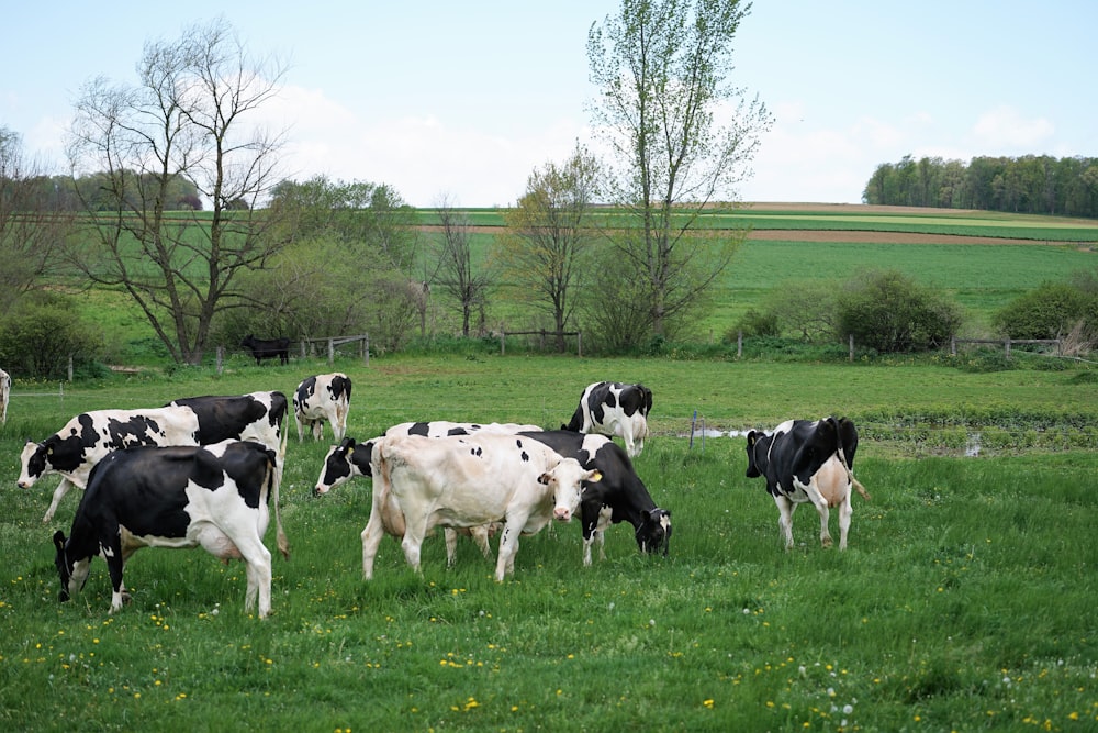 white and black cow on green grass field during daytime