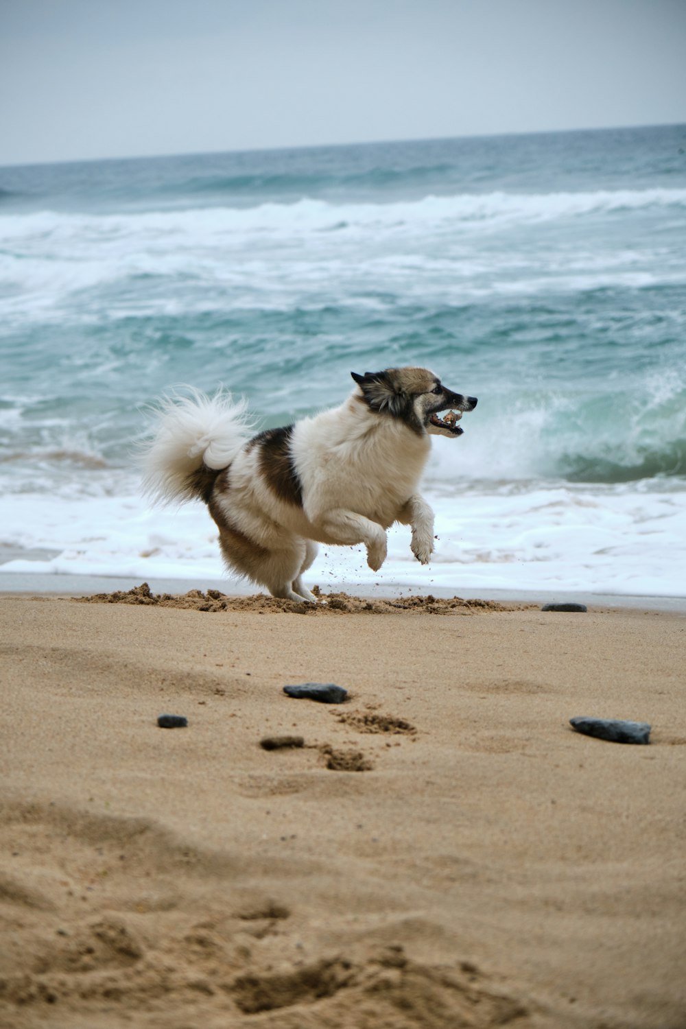 white and black short coated dog on beach during daytime