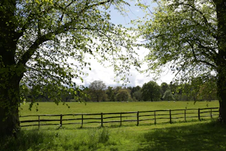 green grass field with trees during daytime