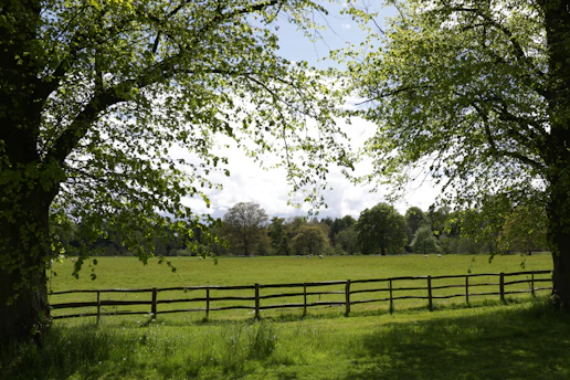 green grass field with trees during daytime