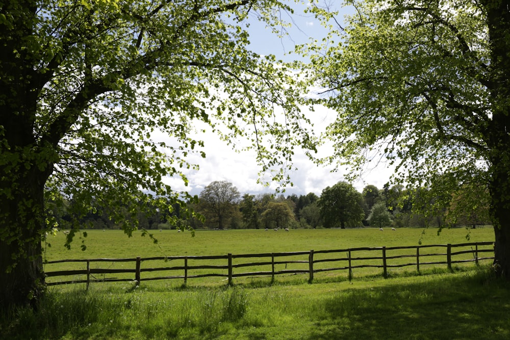 Champ d’herbe verte avec des arbres pendant la journée