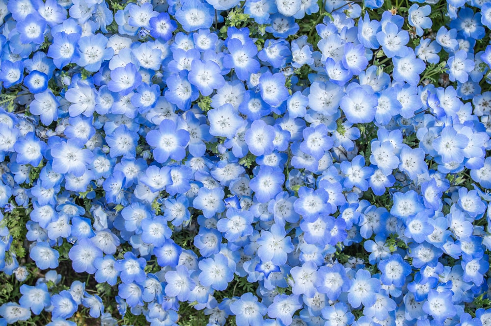 white flower buds during daytime