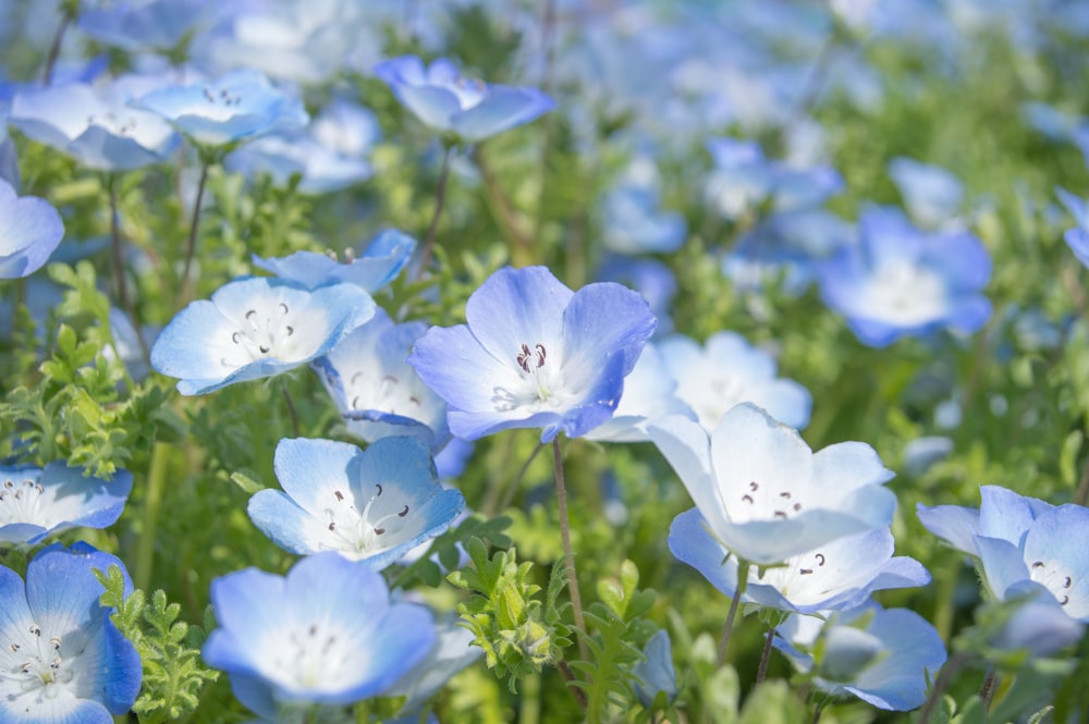 blue flowers in tilt shift lens