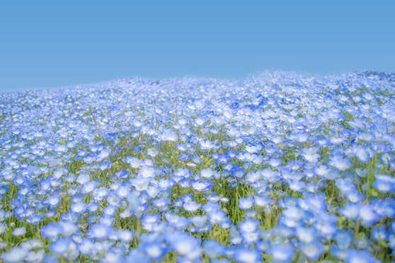 white flower field under blue sky during daytime