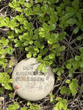 A round, beige-colored stone with the words 'DEN AUGENBLICK GENIESSEN' etched on it is surrounded by lush green plants and intertwined brown roots. The stone is partially shaded by the plants above it, and the area appears to be a garden or natural setting.
