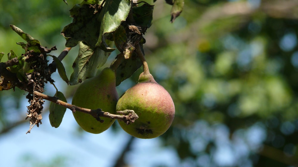 green and red round fruit