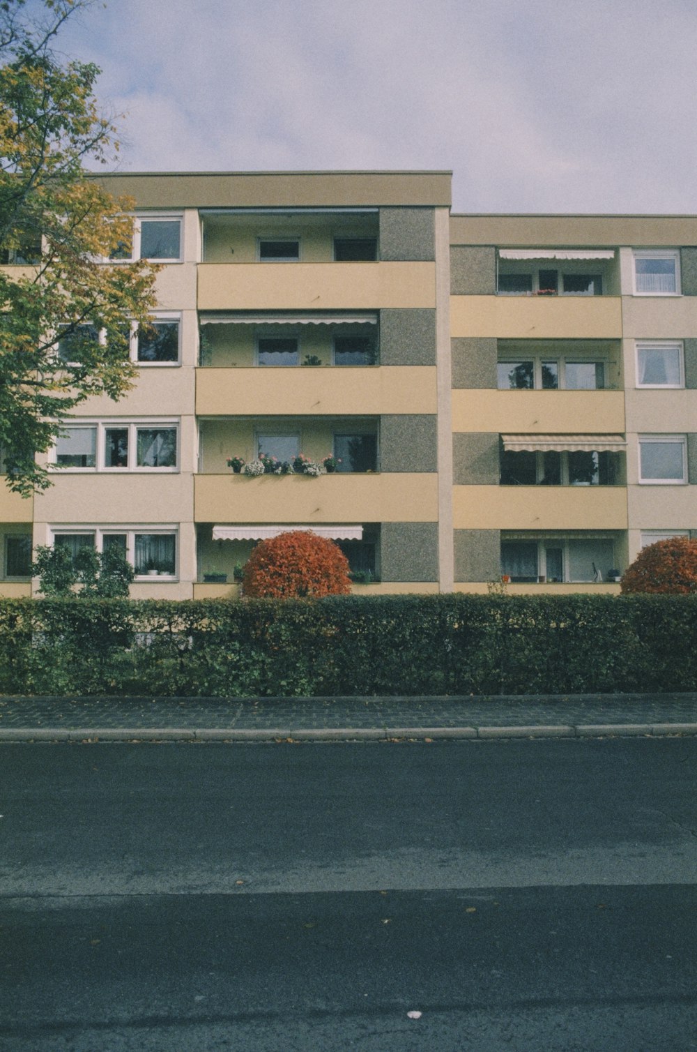 green tree in front of white and brown concrete building