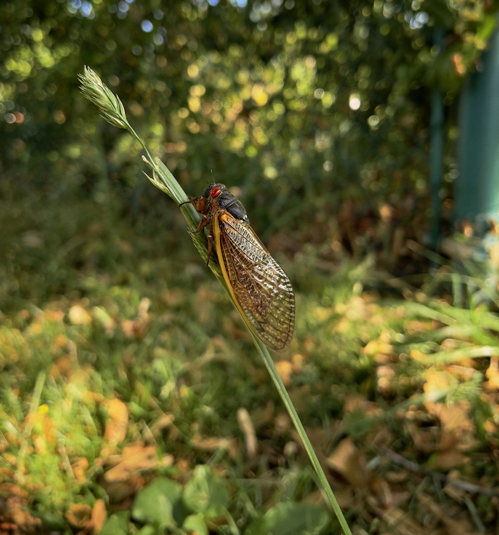 brown and black insect on green plant during daytime