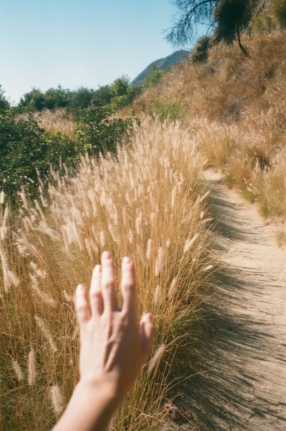 person holding brown grass during daytime