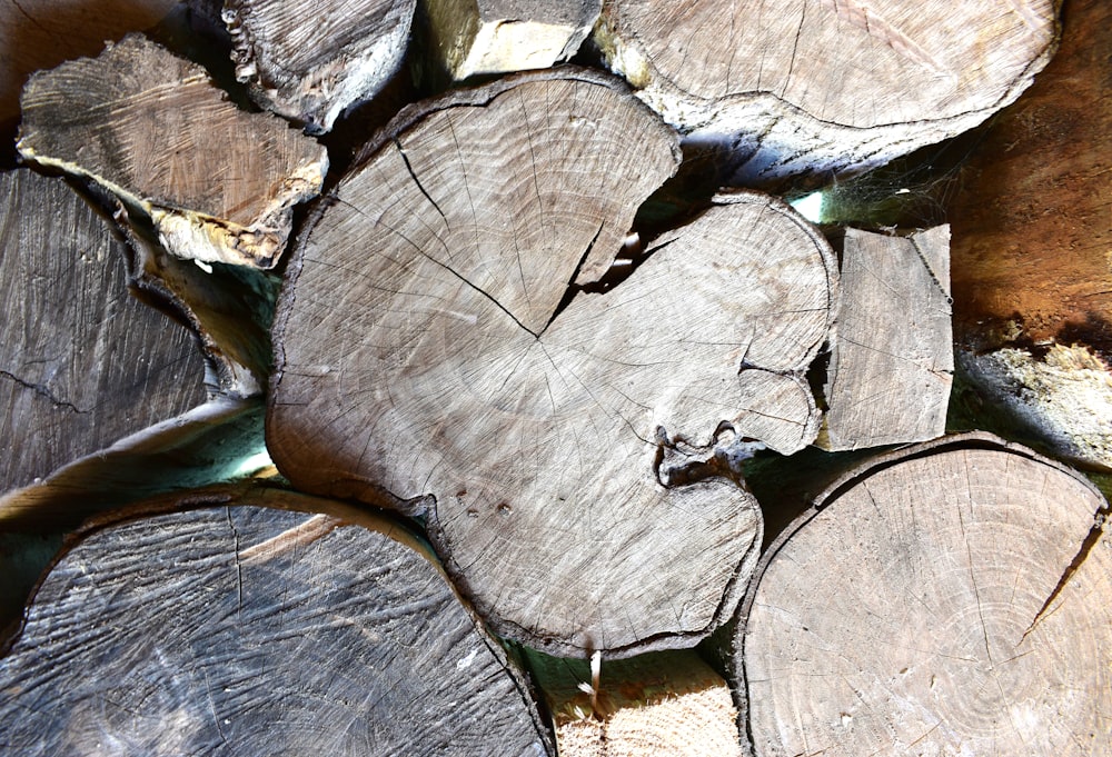 brown and gray wood log