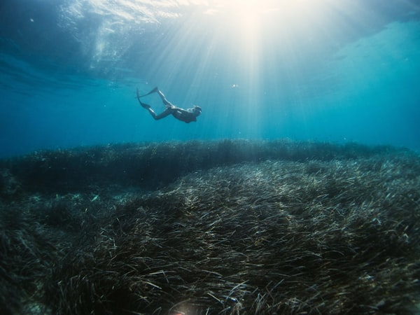 Could Seagrass be a solution to climate change?